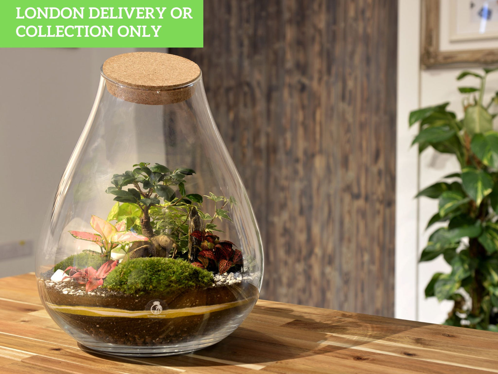A beautifully arranged glass terrarium sits on a wooden surface, showcasing various vibrant plants, including Ficus Bonsai and Fittonia, along with lush green moss.