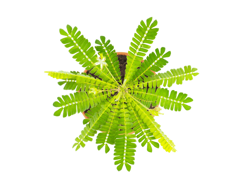 Little Tree Plant | Biophytum sensitivum - Tropical Glass