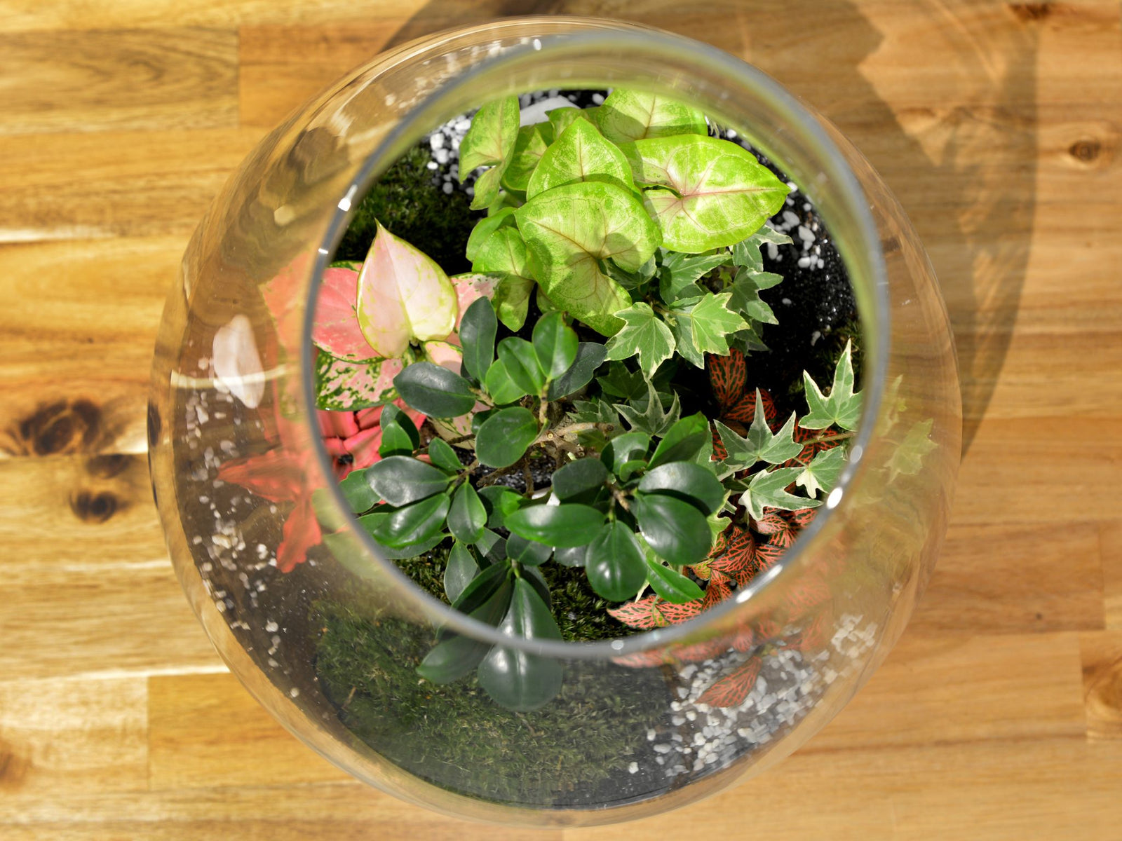 A top-down view of a vibrant, ready-made terrarium featuring a variety of lush plants, including green and pink Fittonia, Syngonium, and Cryptanthus, nestled in decorative moss and pebbles within a glass container.
