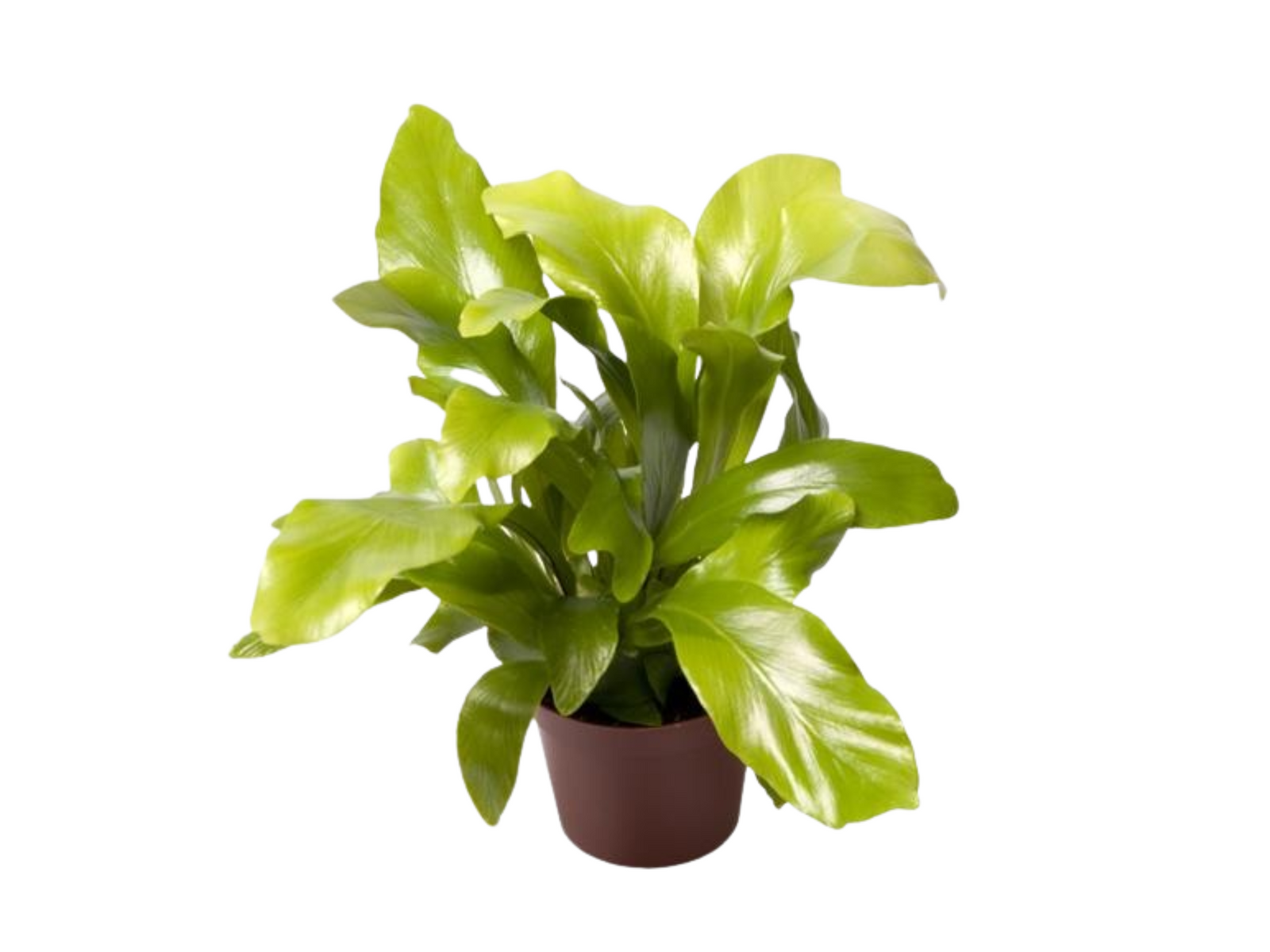 A healthy Asplenium Nidus fern with vibrant green, glossy leaves is displayed in a small brown nursery pot. The ferns lush foliage showcases its easy-care nature, making it an ideal choice for houseplants or terrariums.