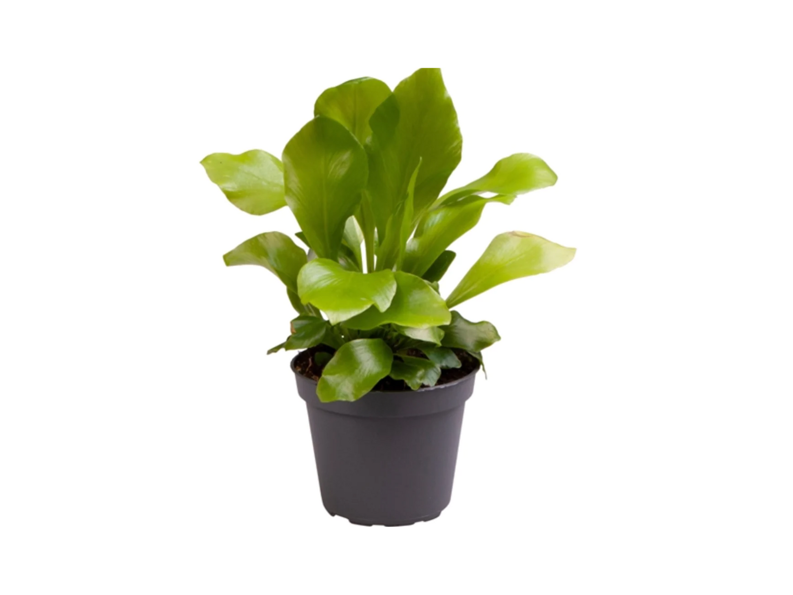 A vibrant Asplenium Nidus fern is displayed in a simple black nursery pot. The plant features lush, green leaves that are broad and glossy, showcasing its healthy growth and suitability as a houseplant.