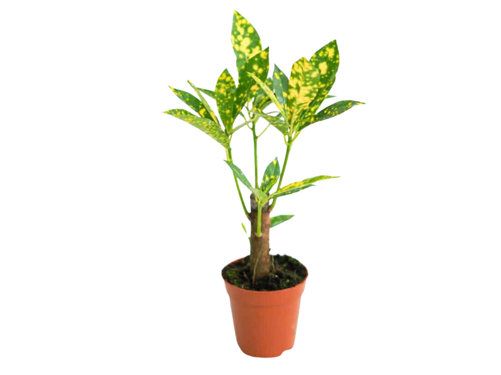 A vibrant Baby Croton plant in a 5.5 cm pot showcases striking green and yellow variegated leaves. The plants lively foliage adds a decorative touch, ideal for brightening up indoor spaces.