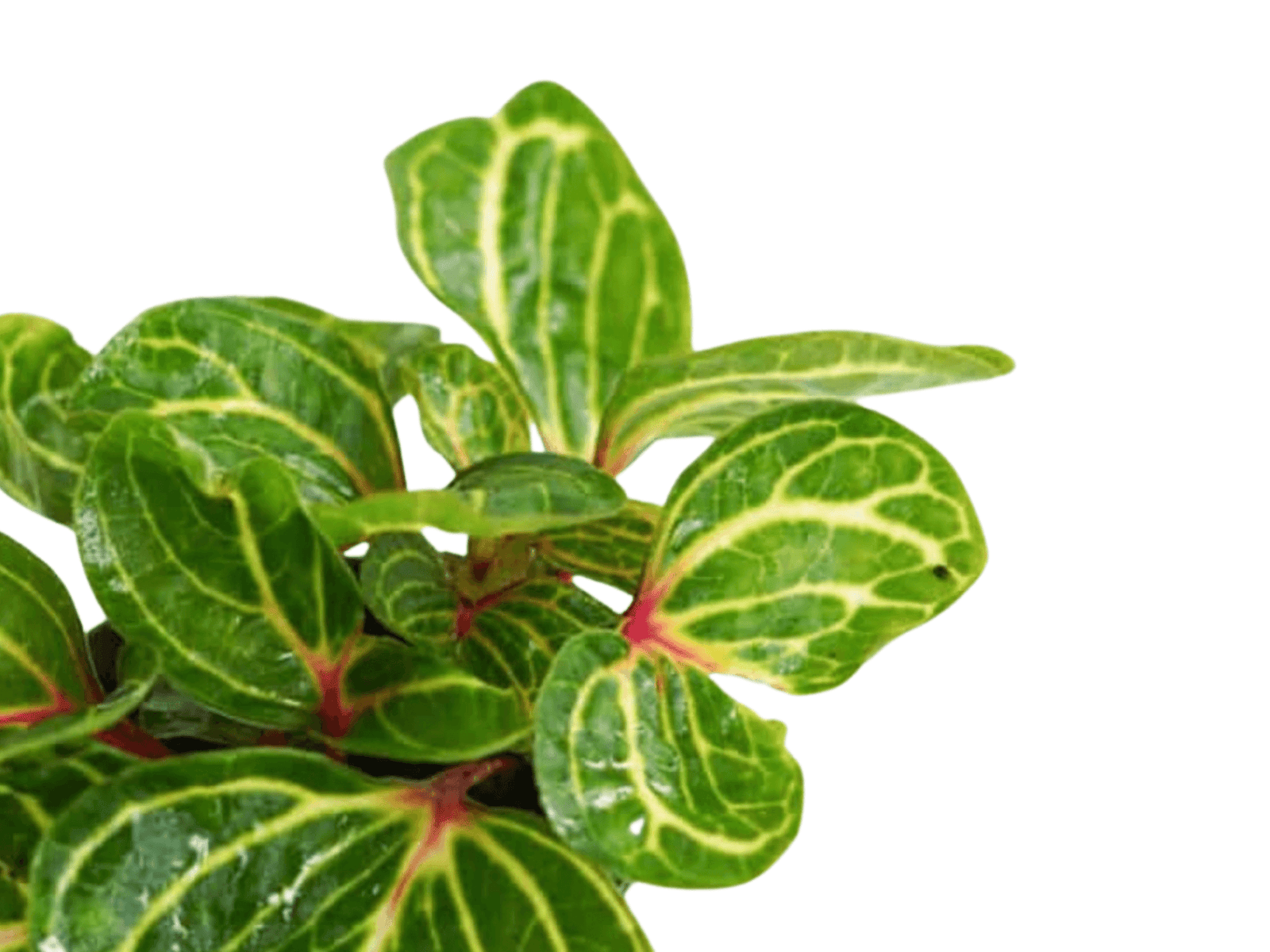 Iresine Herbstii | Blazing Lime Bloodleaf - Tropical Glass