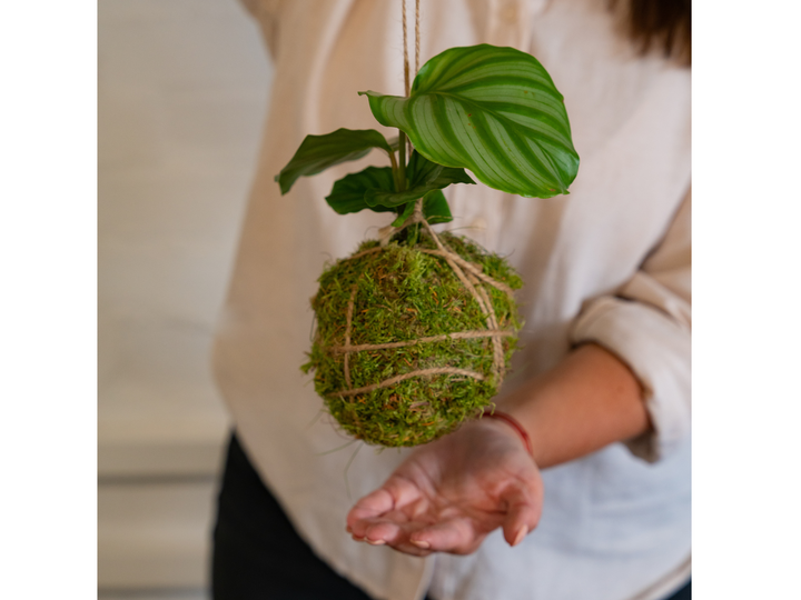 A person holding a DIY Kokedama Kit by Tropical Glass in their hand.