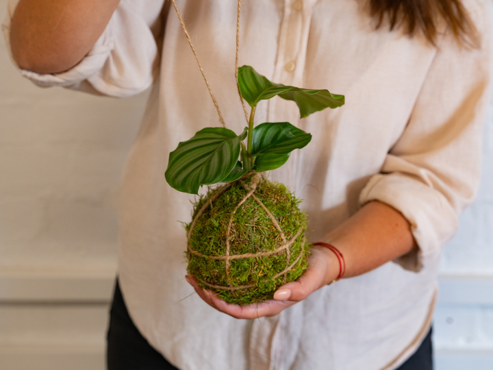 A person holding a Tropical Glass DIY Kokedama Kit with a Kokedama Moss Ball in their hands.