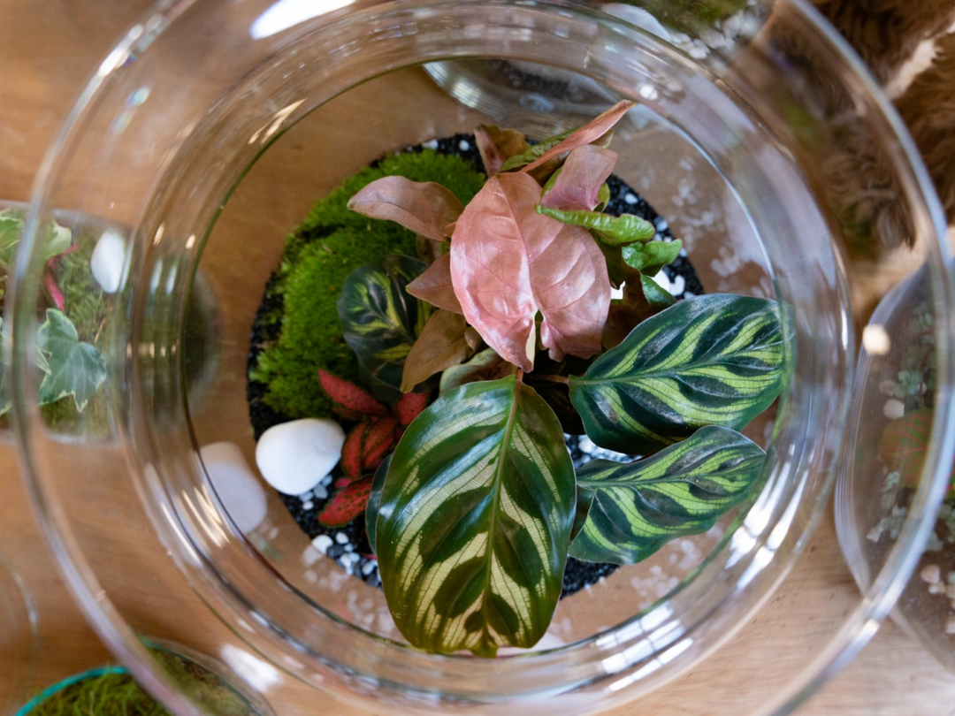 Closed DIY Terrarium Kit with 25 cm Container, Plants and Decorations  | 'Mallorca'