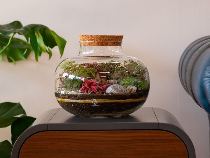 Complete DIY Terrarium Kit with 22cm Glass Jar, Plants and Decorations | "Rome'