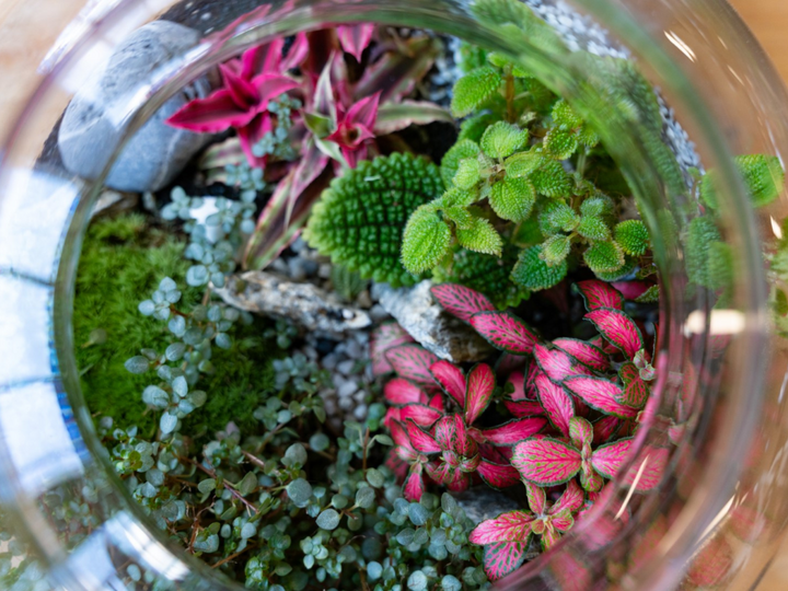 Complete DIY Terrarium Kit with 22cm Glass Jar, Plants and Decorations | "Rome'