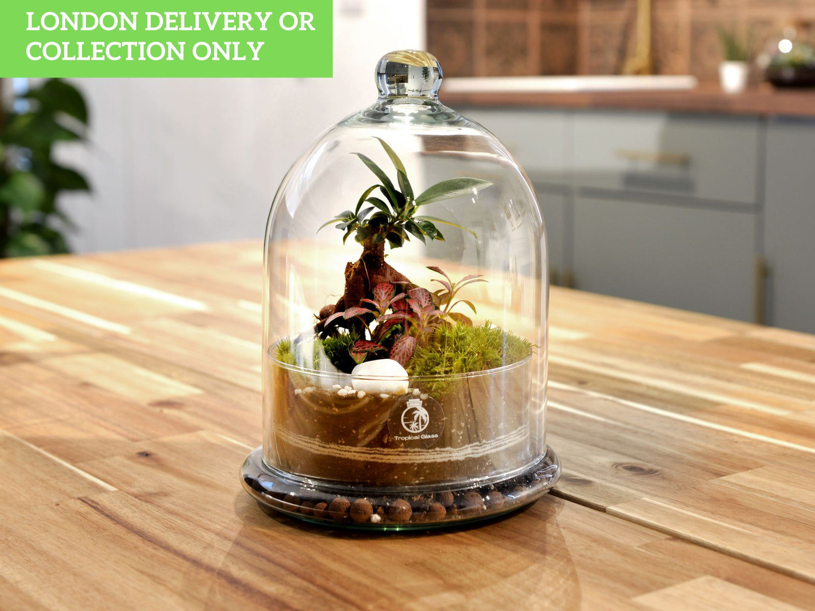 A beautifully arranged terrarium under a glass dome, featuring vibrant green plants, including a small bonsai and moss, set on a wooden table. The background shows a modern kitchen space, enhancing the terrariums aesthetic appeal.