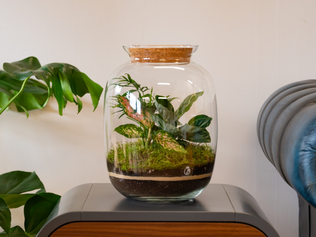 Complete DIY Terrarium Kit with 32cm Glass Jar, Plants and Decorations | Keg Shape | 'Havana'