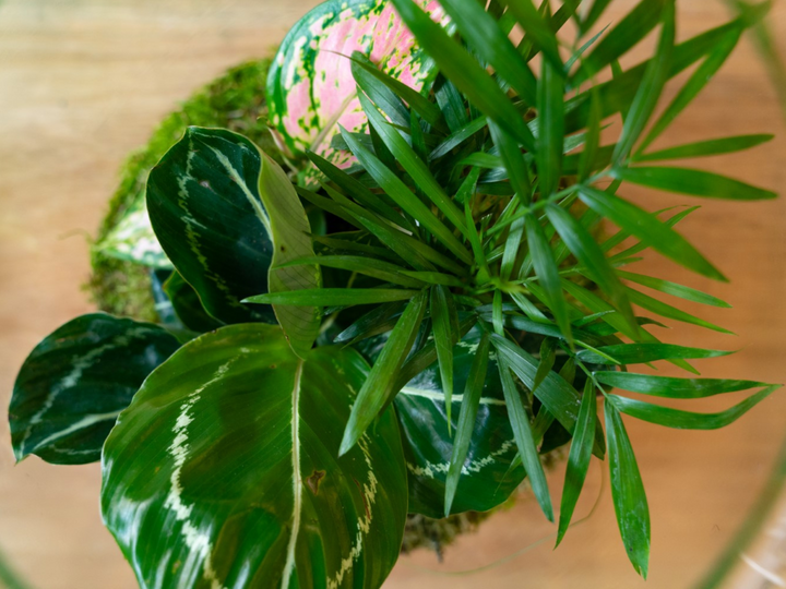 Complete DIY Terrarium Kit with 32cm Glass Jar, Plants and Decorations | Keg Shape | 'Havana'