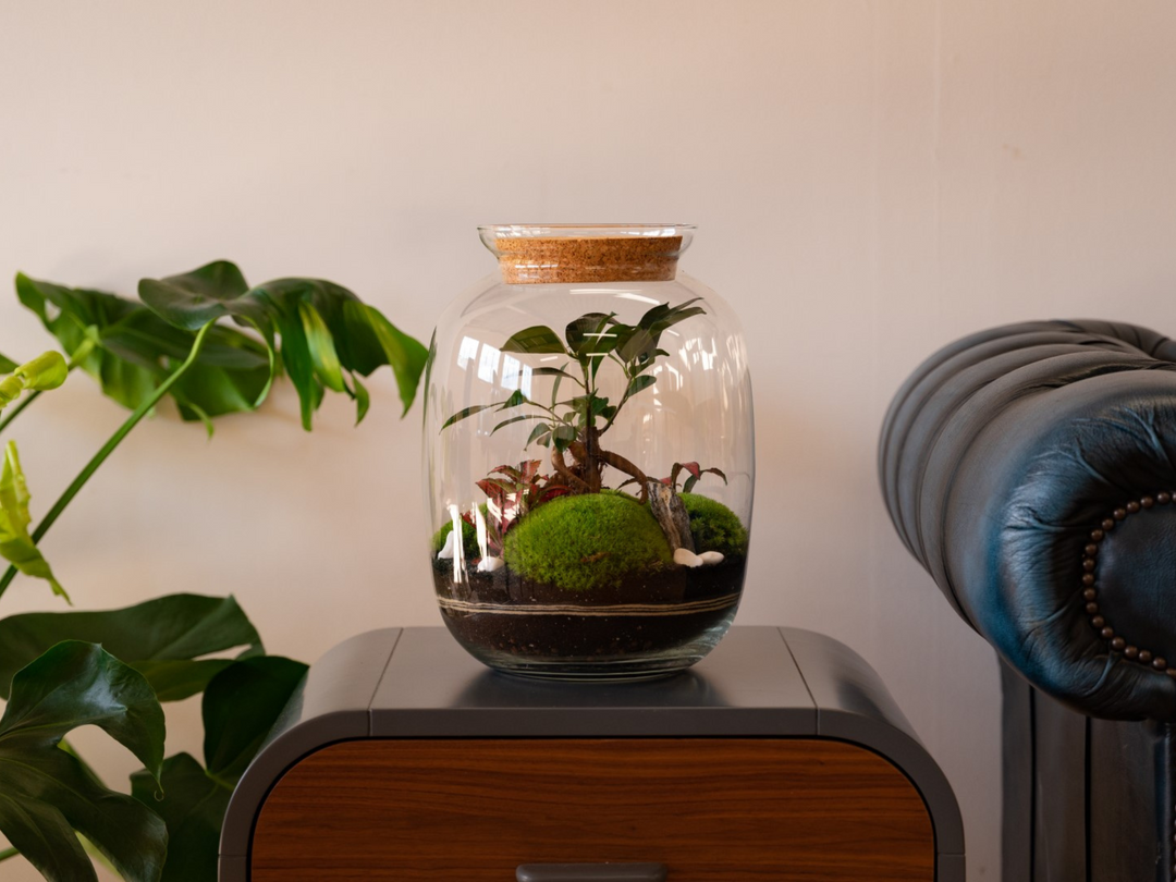 bonsai tree in a terrarium Ficus Bonsai Terrarium 'Kuala Lumpur' 32cm