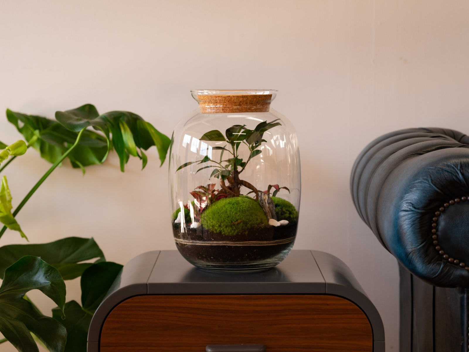A beautifully arranged glass terrarium featuring a Ficus Bonsai surrounded by lush green moss and decorative stones.