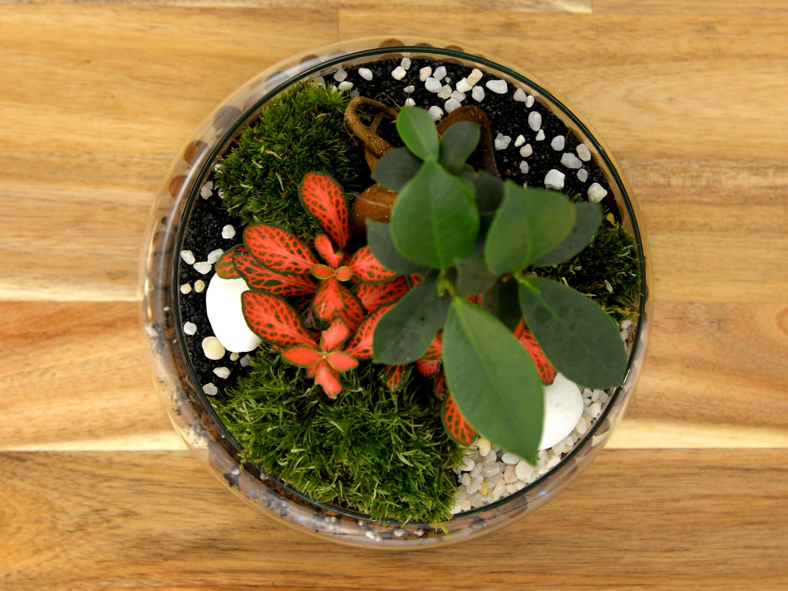A beautifully arranged terrarium featuring vibrant Fittonia plants with striking red leaves and a Ficus Bonsai.