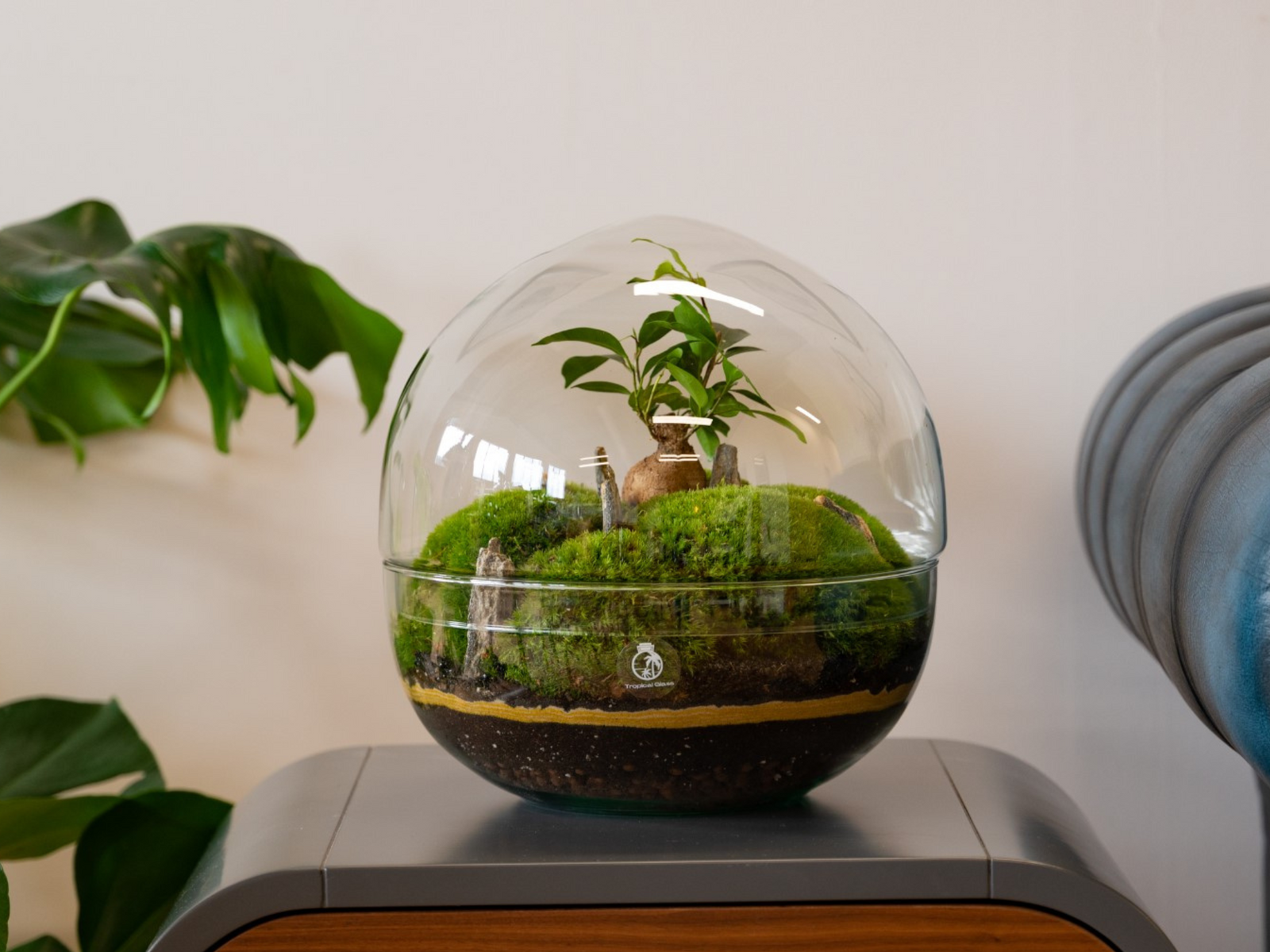 A beautifully arranged DIY terrarium features vibrant green moss and a small bonsai tree inside a clear glass dome. The terrarium sits on a wooden surface, surrounded by lush green plants in the background.