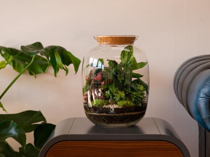 DIY Terrarium Kit with 32cm Glass Jar, Plants and Decorations | "Bonn'