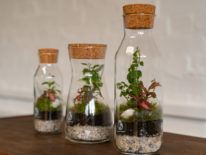 Bottle DIY Terrarium Kit with 27 cm Jar and Plants | 'Lisbon'