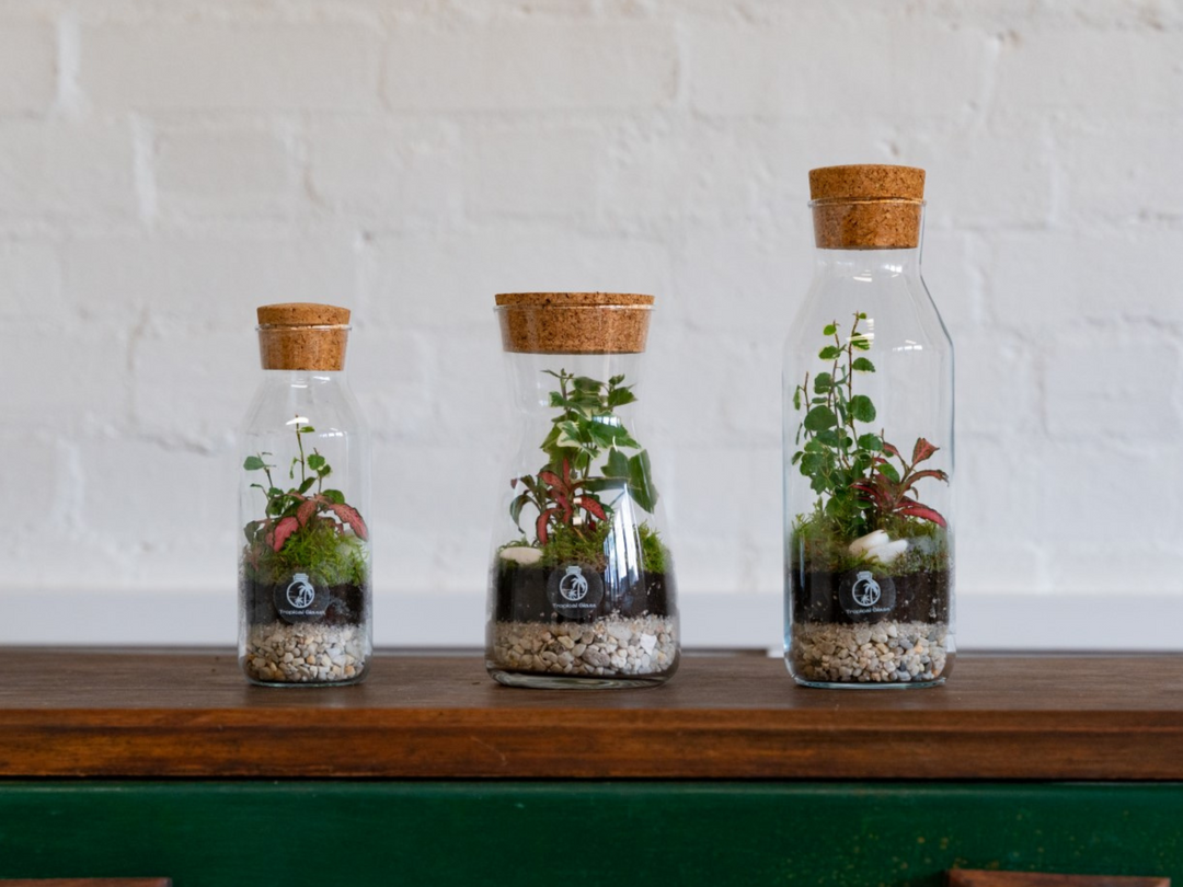Mini DIY Glass Bottle Terrarium Kit with 20 cm Jar and Plants | 'Faro'