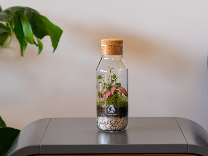 Mini DIY Glass Bottle Terrarium Kit with 20 cm Jar and Plants | 'Faro'
