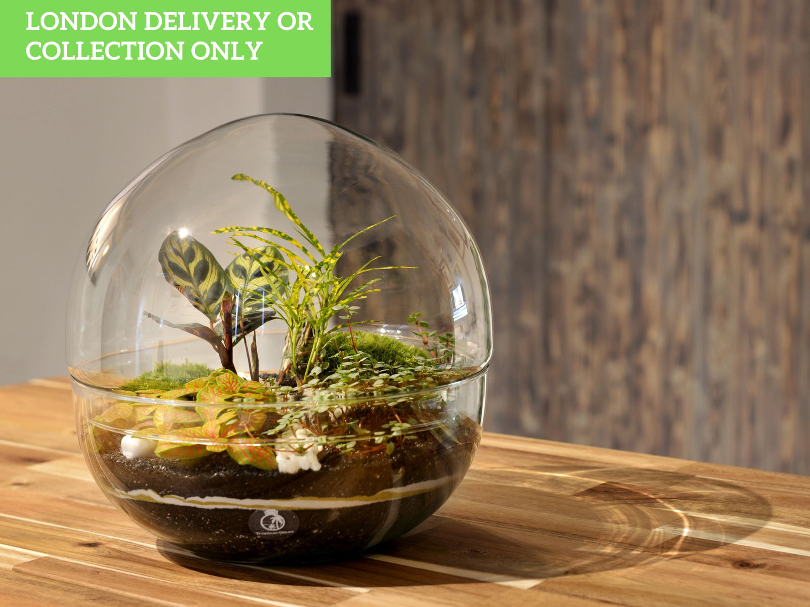 A beautifully crafted glass terrarium sits on a wooden table, featuring a variety of lush green plants, including Calathea and Fittonia, along with decorative moss.