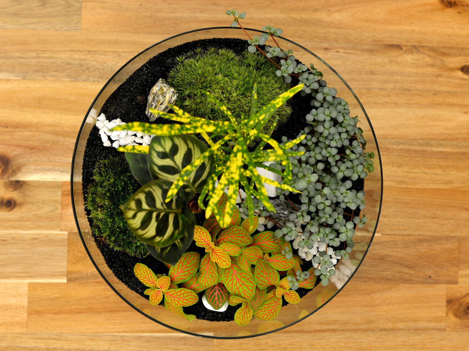 A top-down view of a circular glass terrarium featuring various vibrant plants, including a yellow and green striped plant, textured green foliage, and a colorful plant with red veins.