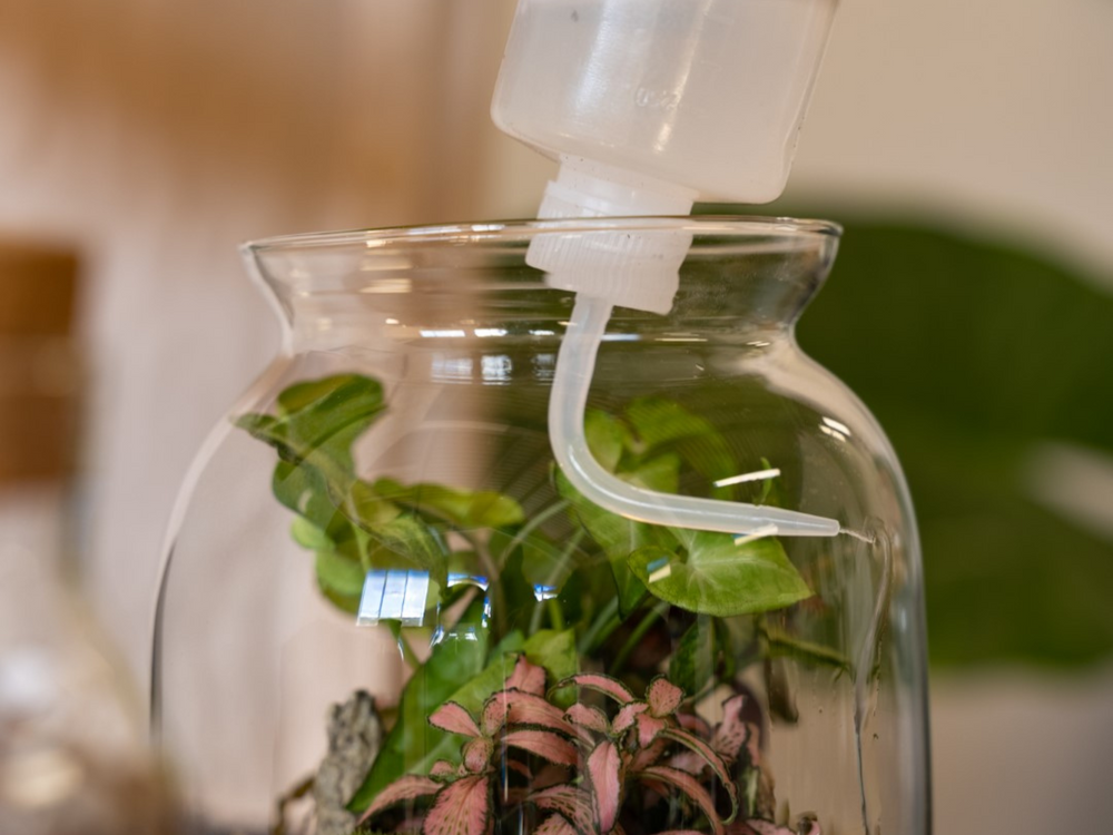 A Tropical Glass watering bottle for succulents, terrariums, and plants with a capacity of 150 ml and plants inside of it.