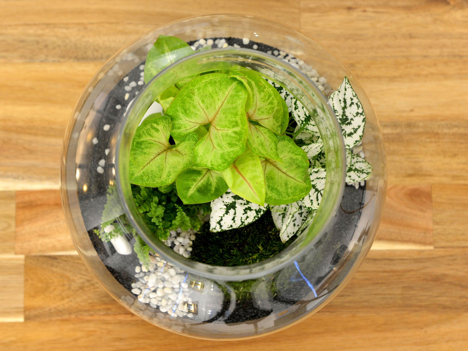 A beautifully arranged closed terrarium featuring three lush plants: a green heart-shaped leaf plant, a variegated leaf plant, and a small moss patch, all set against a backdrop of decorative pebbles and soil inside a glass container.