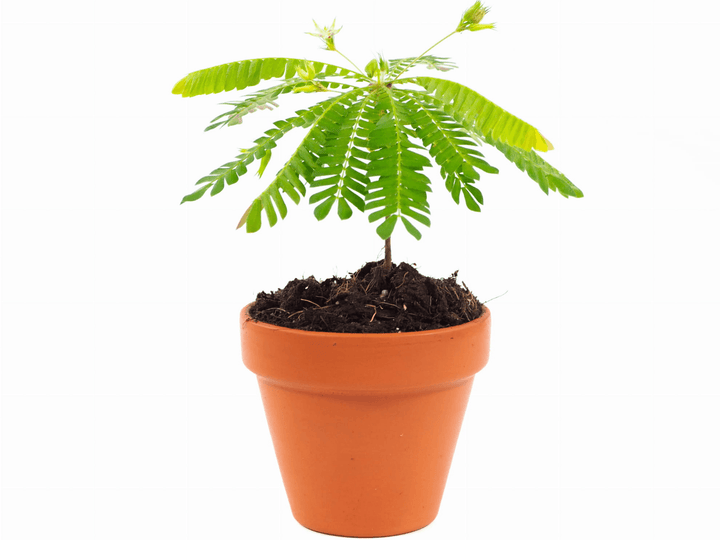Little Tree Plant | Biophytum sensitivum - Tropical Glass