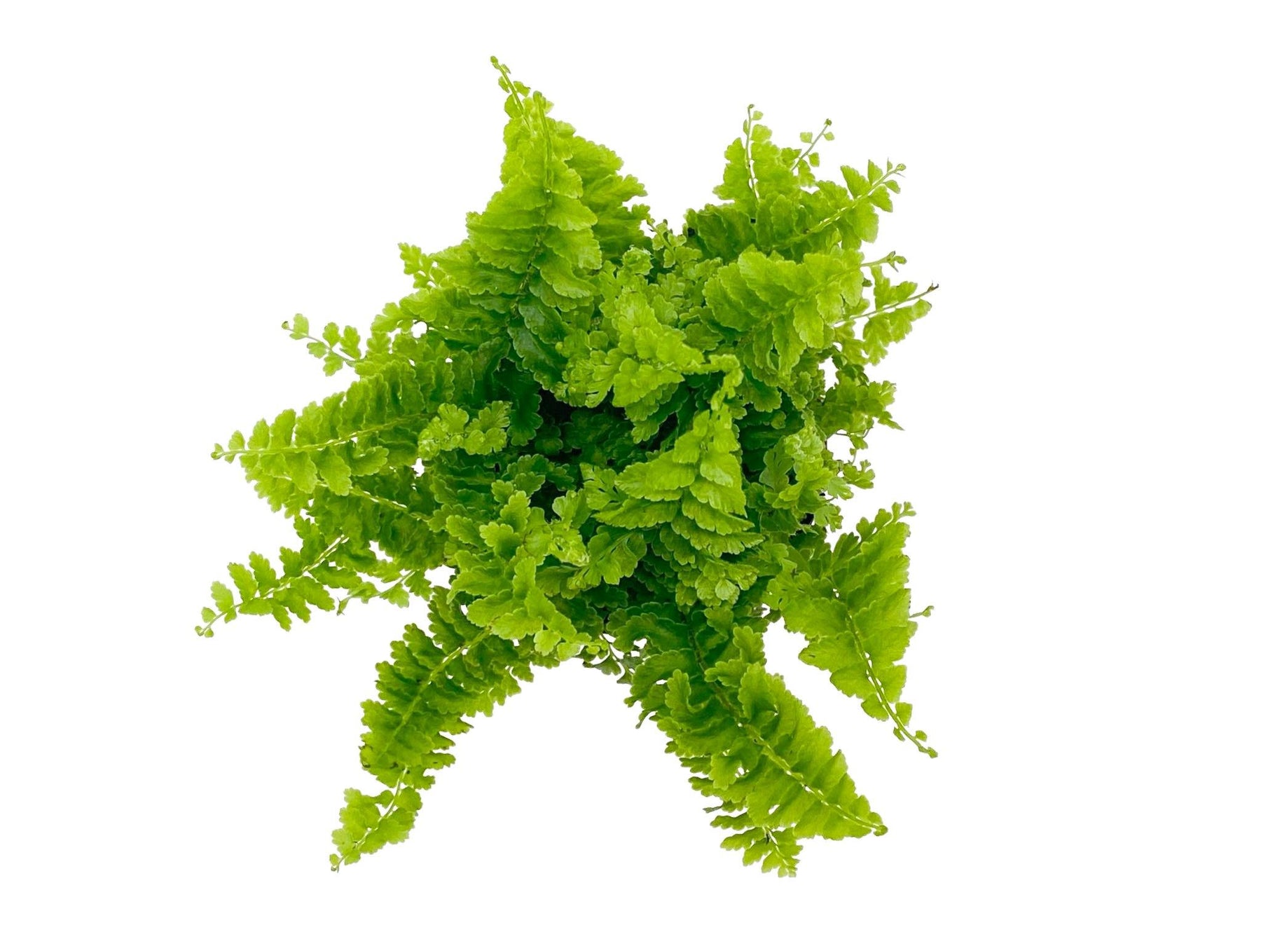 Nephrolepis Green Fantasy | Boston Fern | 5 cm pot – Tropical Glass