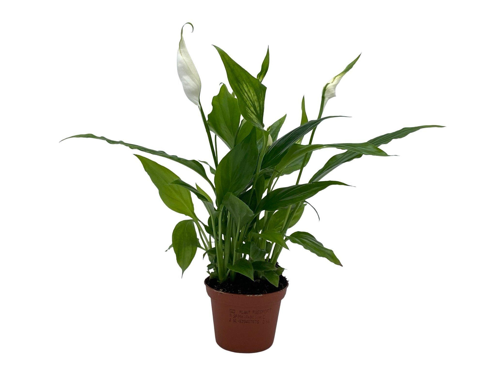 Spathiphyllum Chopin 'Peace Lily' | 6 cm pot - Tropical Glass