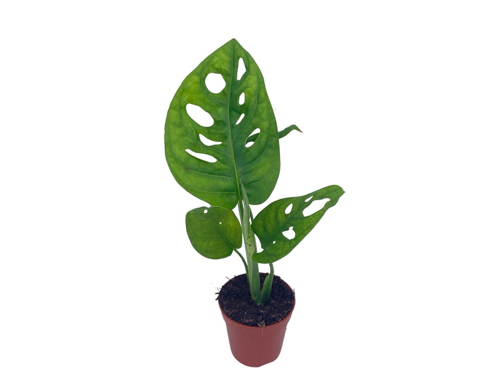 Monstera Adansonii | Monstera Monkey Mask - Tropical Glass