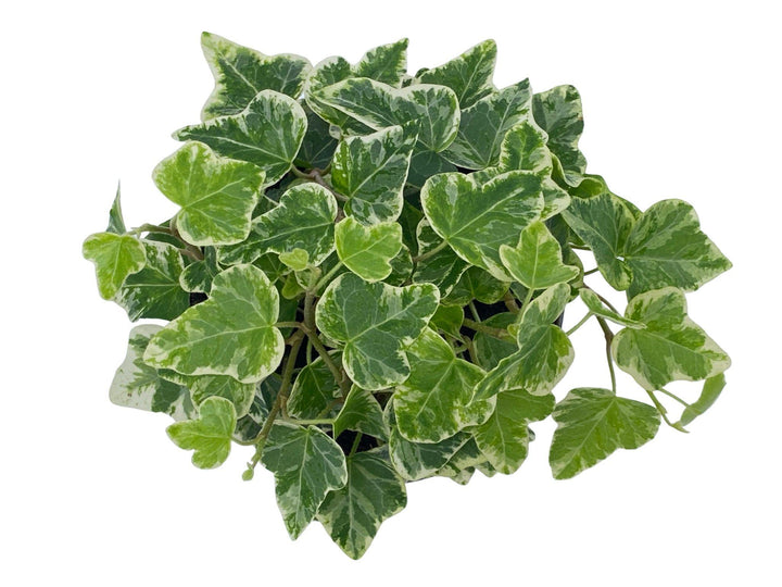 Hedera English Ivy | Baby Plant | 8.5 cm - Tropical Glass