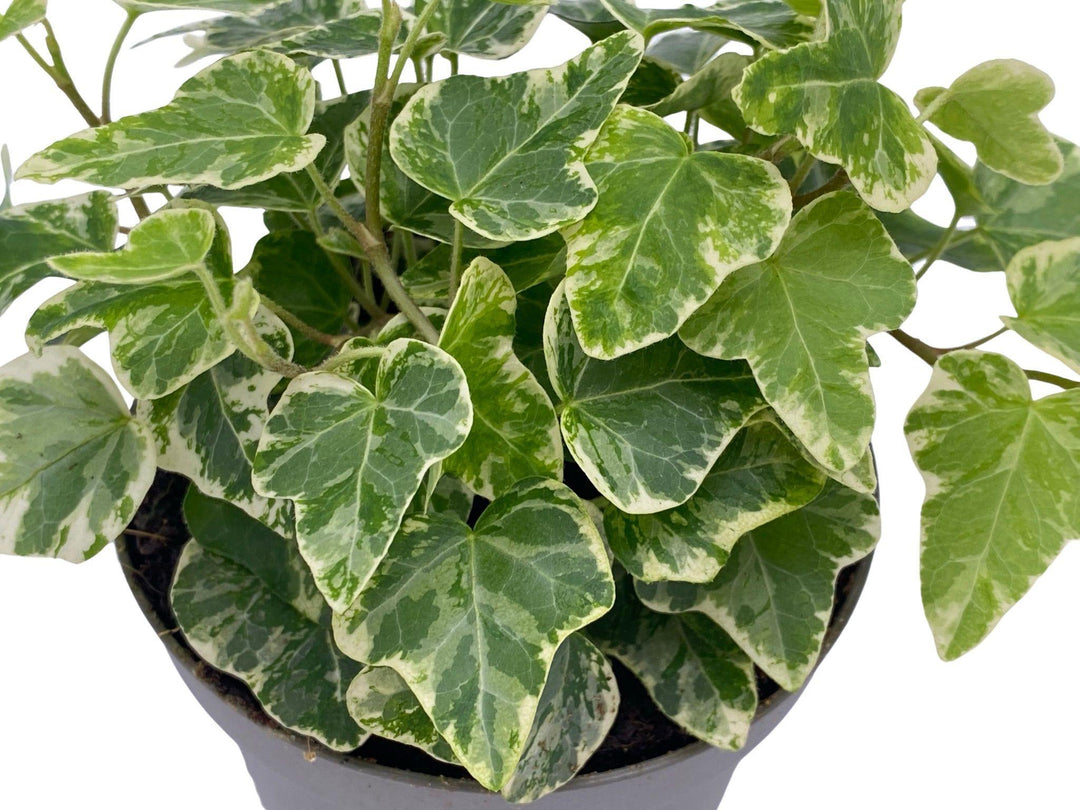 Hedera English Ivy | Baby Plant | 8.5 cm - Tropical Glass