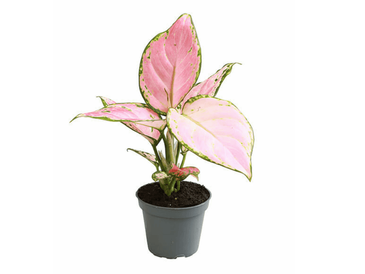Aglaonema Red Zirkon  | Aglaonema Commutatum | Chinese Evergreen | Baby Plant | 6 cm pot - Tropical Glass