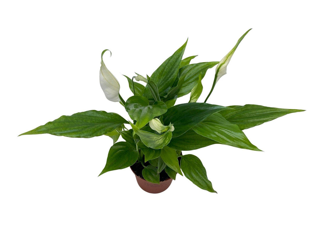 Spathiphyllum Chopin 'Peace Lily' | 6 cm pot - Tropical Glass