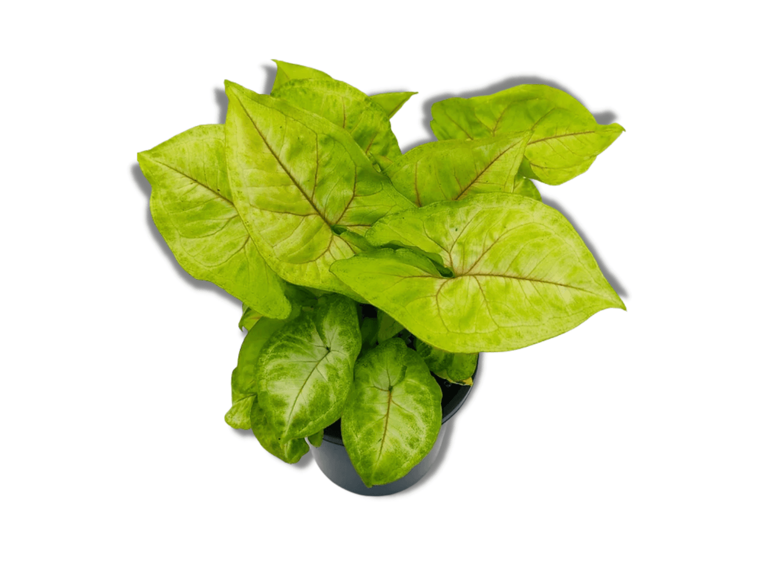 A lush Syngonium podophyllum Golden plant featuring vibrant green and yellow variegated leaves is displayed in a small black nursery pot.