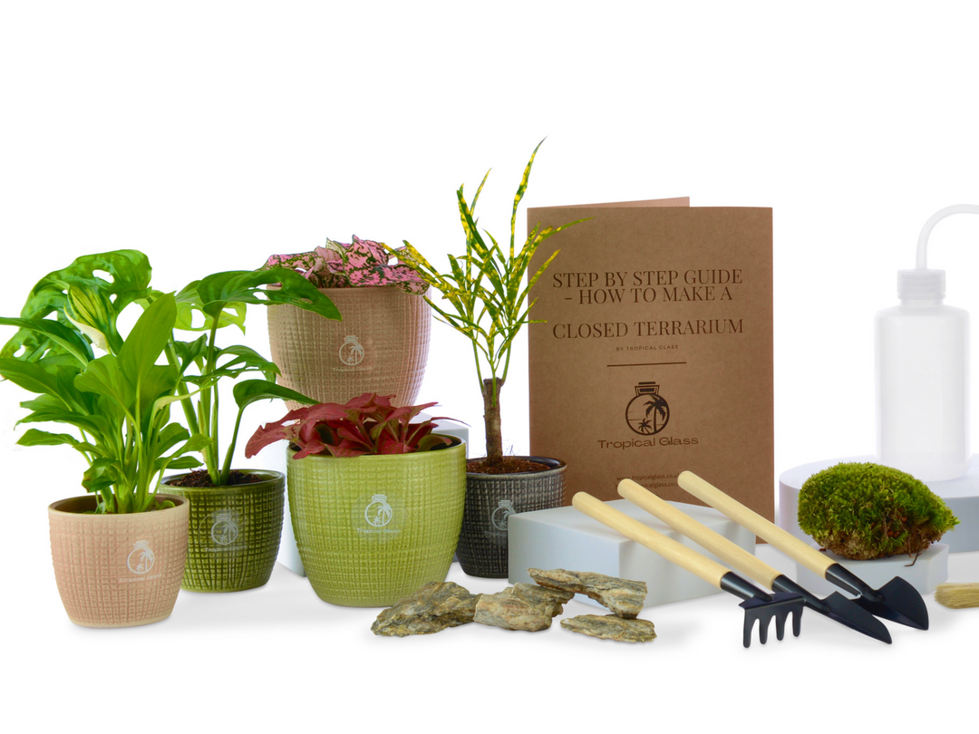 XL DIY Terrarium Starter Kit with Optional 5 Plants and Moss | Suitable for Jar 26-36 cm diameter